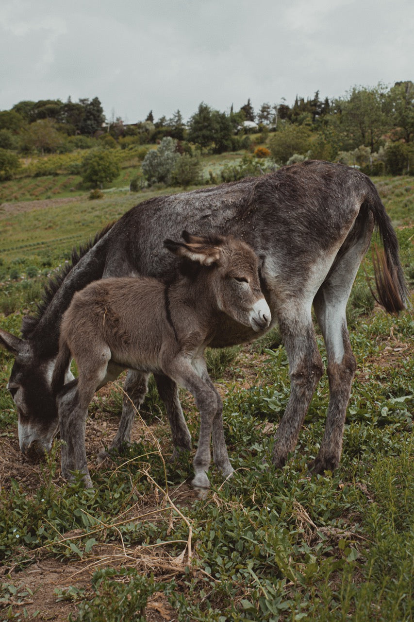 A donkey and her foal grazing at Ortofficina